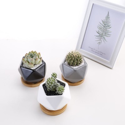 Professional Cute Succulent Pot Plastic Planters