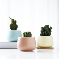 Hot Sell Live Succulent Plant With Corrugated Colorful Pots